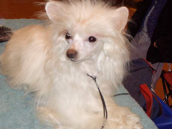 splfyr Bedazled Nbemused 