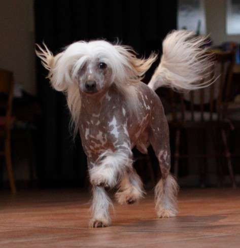 Gremlin Srebrne Cisy