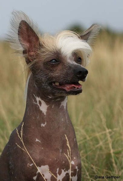 Adamello von den Windpferden