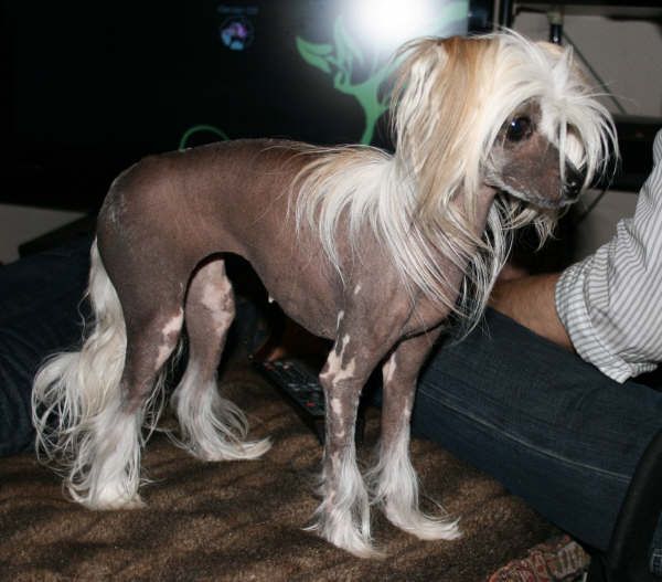 Heroina z Gangu Lysych