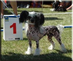 Marachinos Graphiti Girl