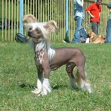 Chris z Jasne hvezdy