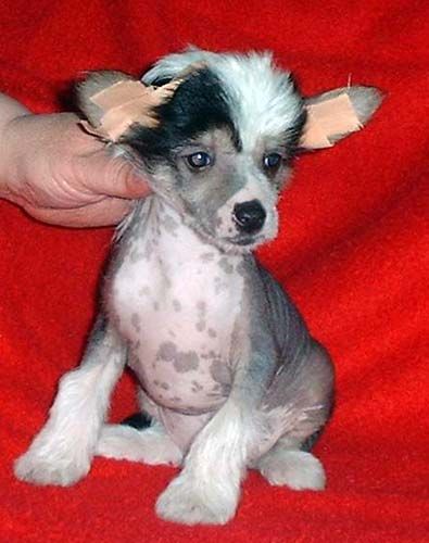 Jery-Lee z Jasne hvezdy