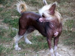 Hanny z Kamilova dvora