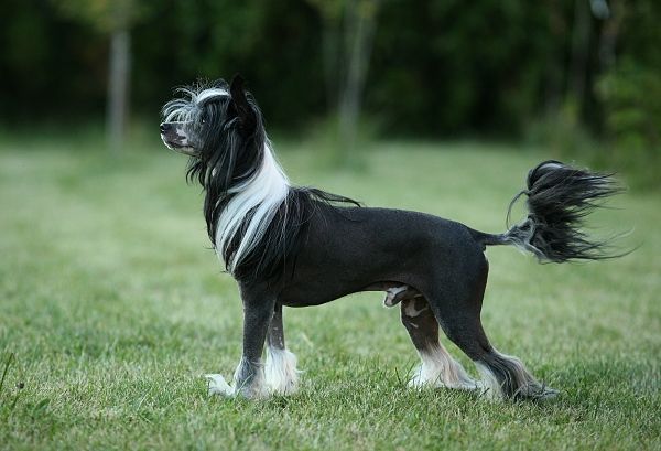 Sea Fire's Faitful Falkor