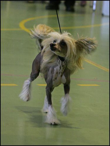 Sea Fire's Fit For Fight