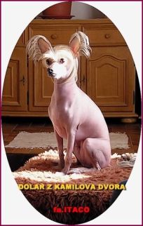 Dolar z Kamilova dvora