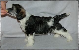 Princess Leia's This Must Be Love