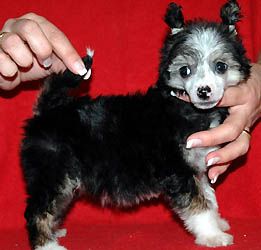 Exotic Girl Little Champs