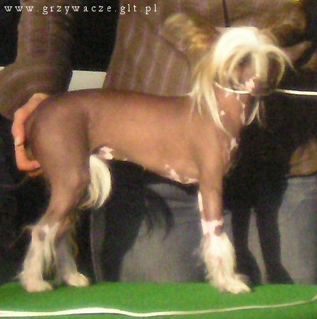 Sasquehanna Fortuna Zikkurat