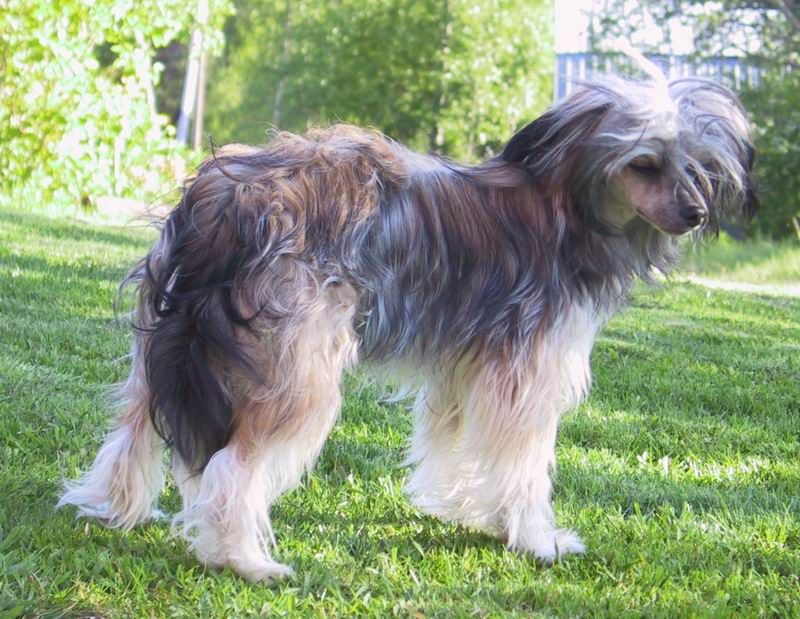 Amelion's Great Basin