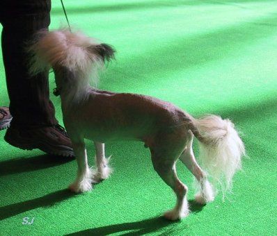 Annamac the Artful One at Alltot