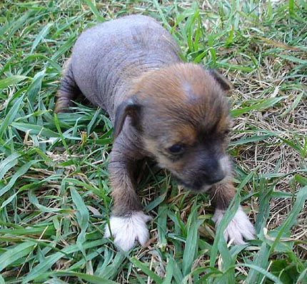 Dalia z Ogrodu Fauny