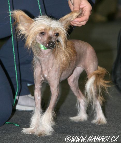 Debecja z Ogrodu Fauny