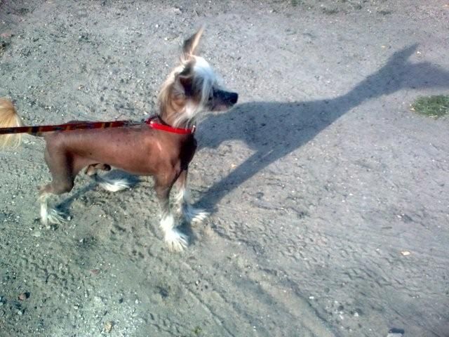 Dzielzan z Ogrodu Fauny