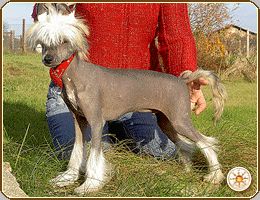 Buffalo Bill Sub-O-Divo