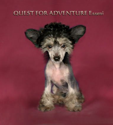 Quest For Adventure Esseni