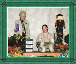 Mosaic Catch Me If You Can Pp