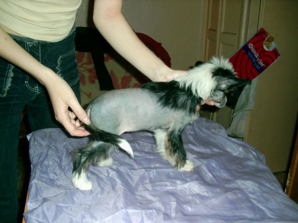 Rus Foreva Intriga Moonsvift