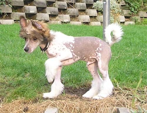 Enricco Ze Zatopene Chajdy