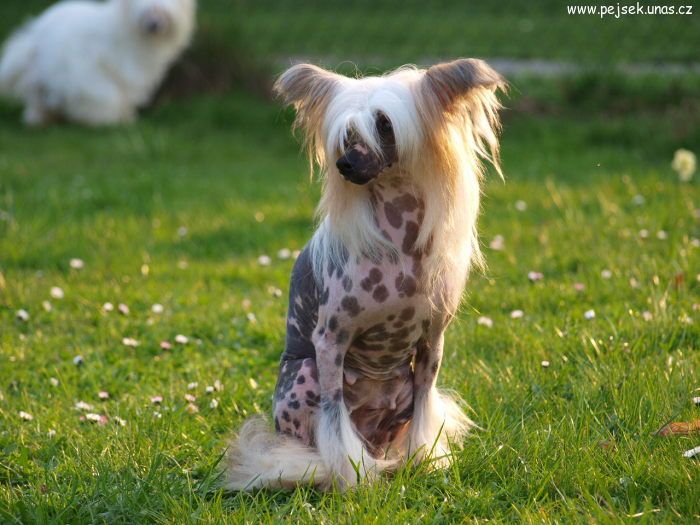 Elischa Ze Zatopene Chajdy