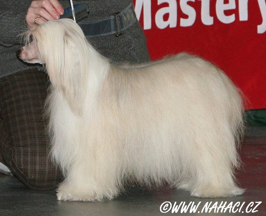 Centuria Lady Pernstejnsky Andel