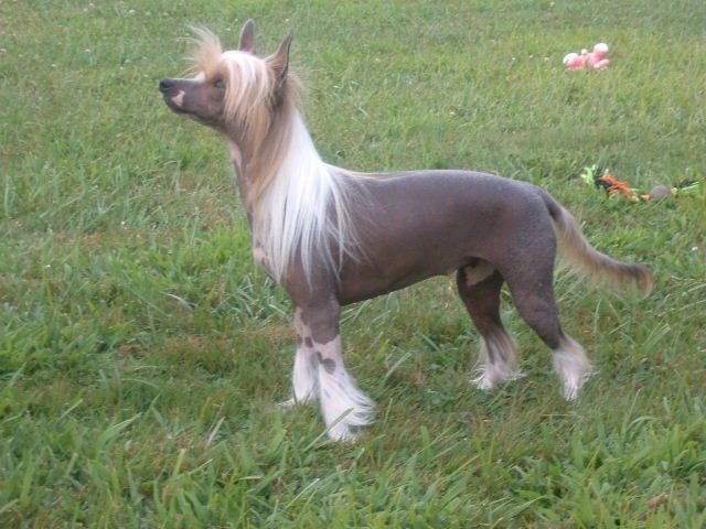 Softail Eagle's Heritage