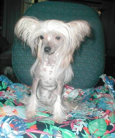 Jewels N Jahan Patty Cake