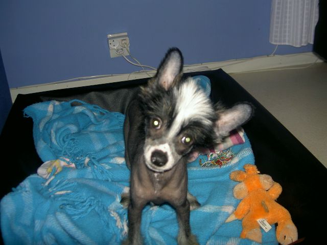 Biggest CC RunAroundSue