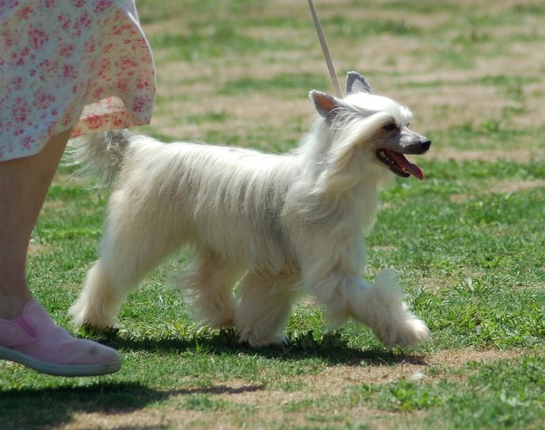 Kalon's River Dance L'Chaim