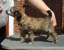 Proud Pony Celebration