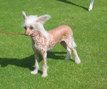 Kazlyn Apricot Swirl