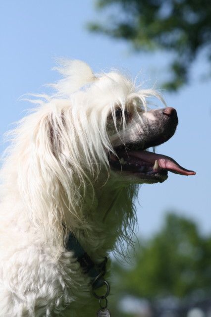 Happy Dancing Barbarian Blitz