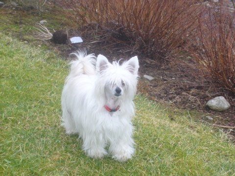 Lovinda's Applegate Aimeè