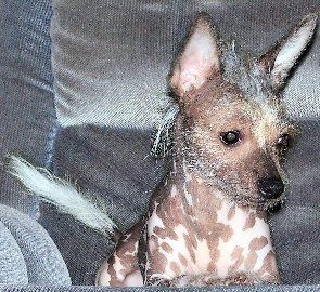 Harlequin's Jokers Wild