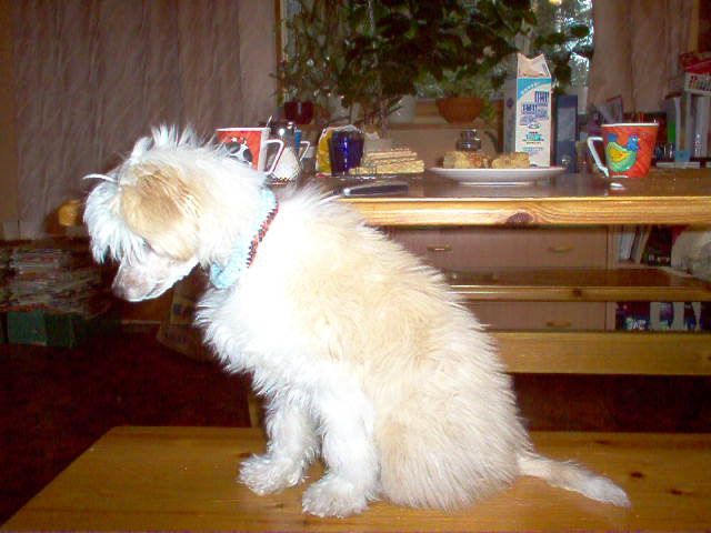 Magic'N Mystic Bark To The Moon