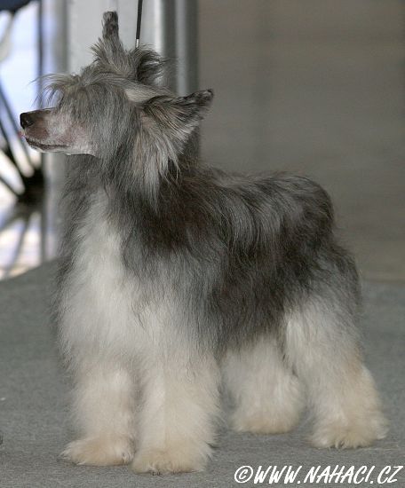 Cenda Ze Zatopene chajdy