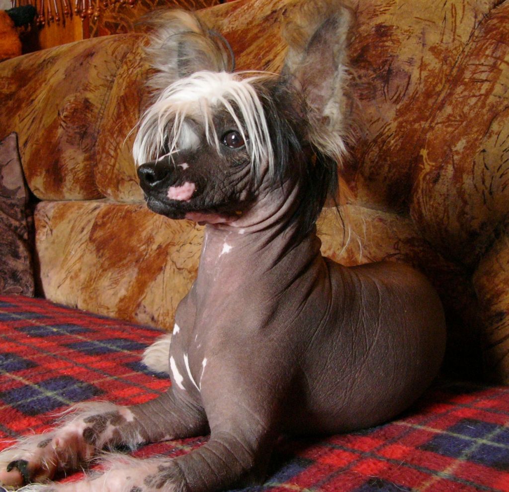 Damian ze Zatopene chajdy