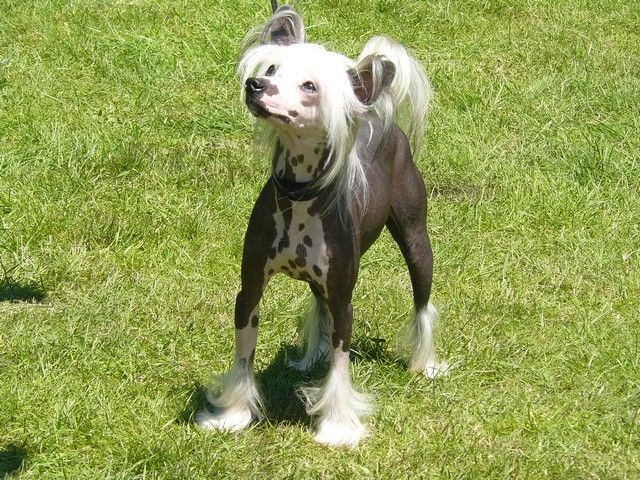 Emperor For Mady's Love