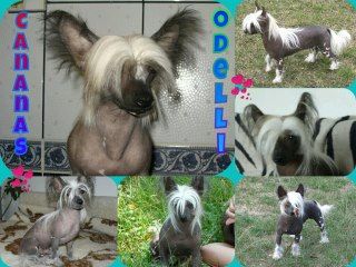 Cananas Odelli