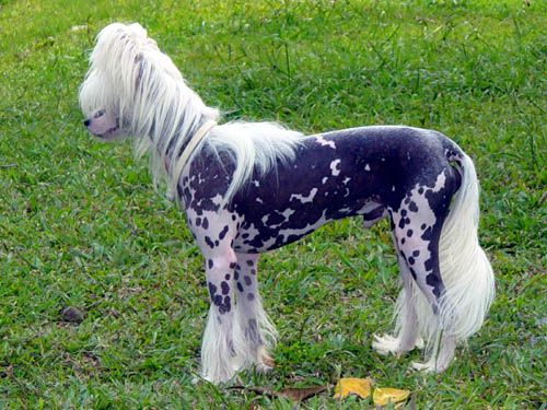 Oriental Jokes Ary Potter