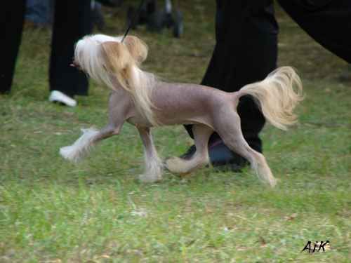 A Dreamgirl by Piechur of Exotic Dog's