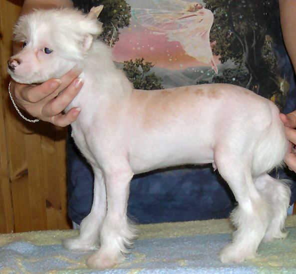 Belshaw's Number One