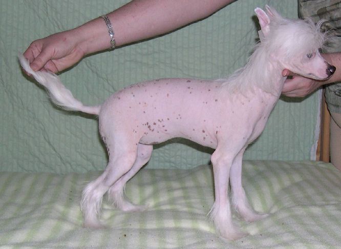 Belshaw's Krazy Krizia