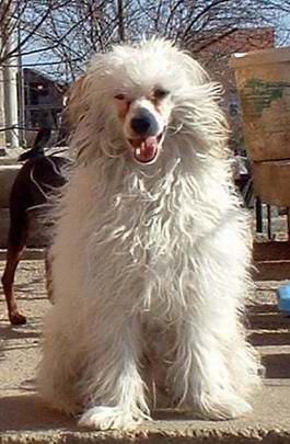 Albar Agni Mali Zmaj