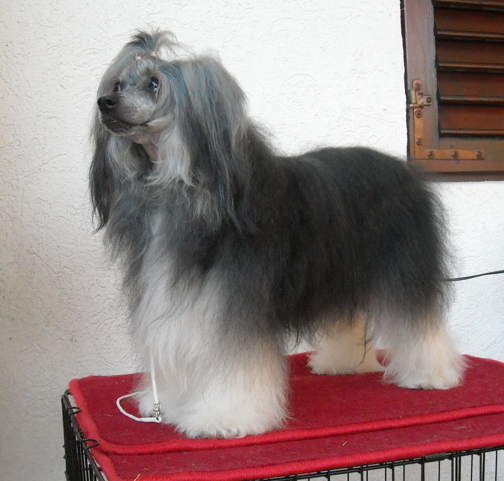 Altina Nera Mali Zmaj