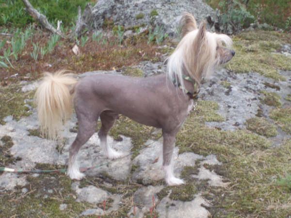 Kennolan Sini Sir Felix