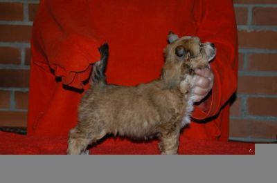 Sasquehanna Wielka Dama