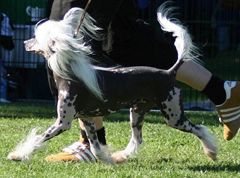 Belshaw's Frosted Treasure