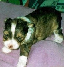 Anakjn the arrow of Powder Dream 